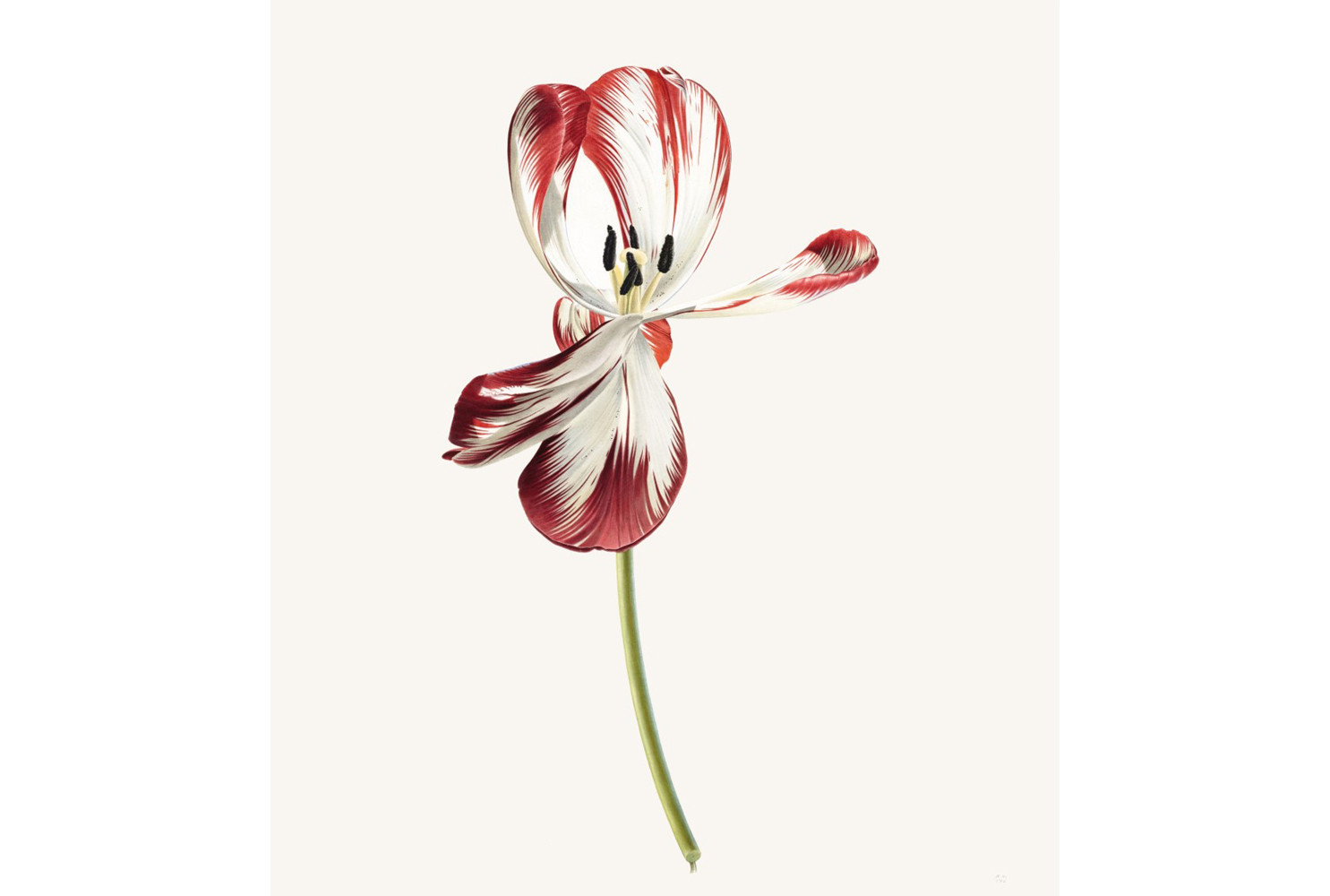 Dying Tulip I, 1976, by Rory McEwen (Scottish, 1932 – 1982). Watercolor on vellum, 30.75 x 26.75 inches. Loan courtesy of a private collection. ©2023 Estate of Rory McEwen