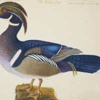 The Summer Duck, ca. 1722—1726, by Mark Catesby (British, 1682—1749); watercolor and bodycolor heightened with gum arabic, over traces of pencil; Royal Collection Trust/© Her Majesty Queen Elizabeth II 2017